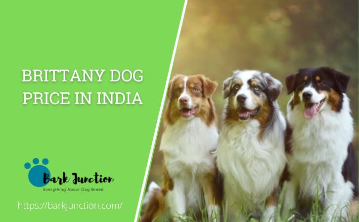 Brittany dog price in india