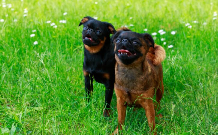 Brussels Griffon dog price in India