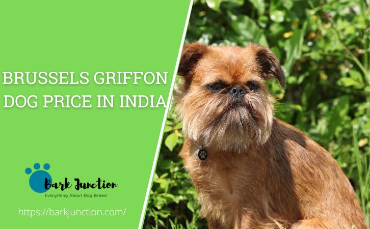 Brussels Griffon dog price in india