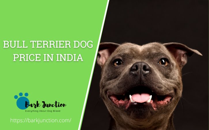 Bull Terrier dog price in india