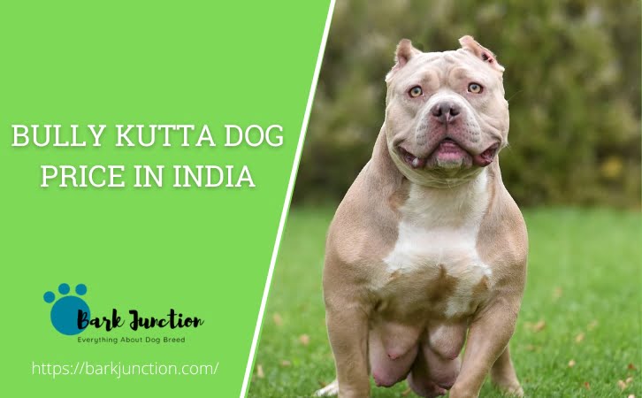 Bully Kutta dog price in india