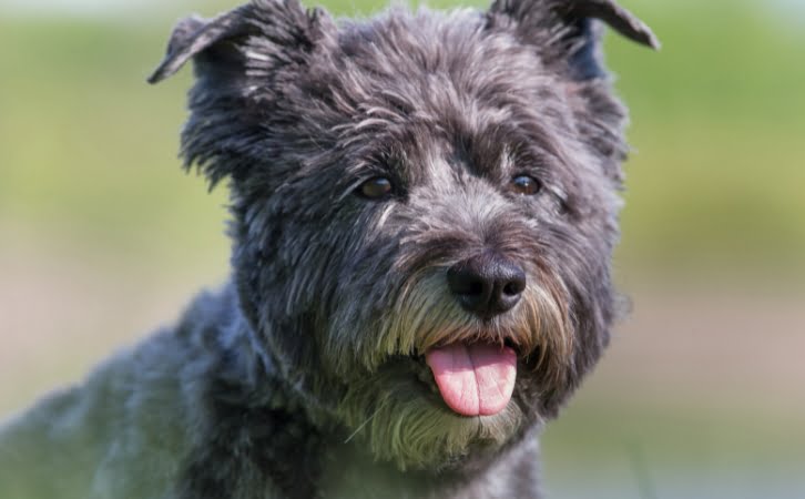 Cairn Terrier dog price in india