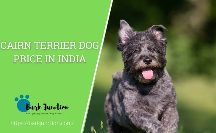 Cairn Terrier dog price in india