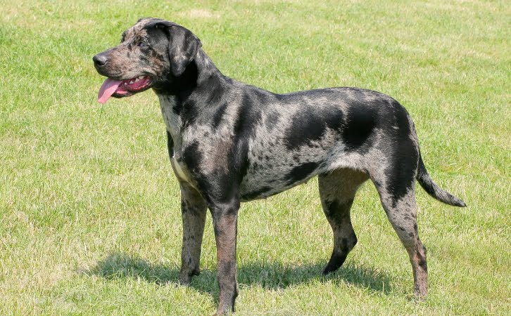 Catahoula dog price in india