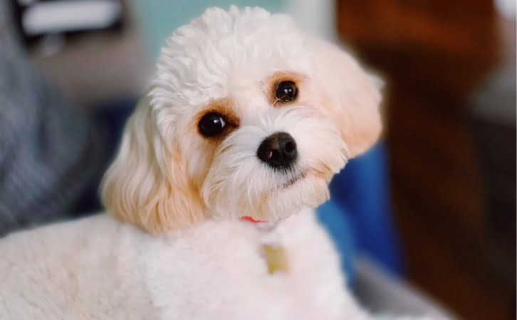 Cavachon dog price in india