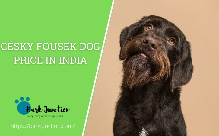 Cesky Fousek dog price in india