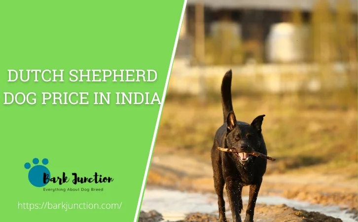 Dutch Shepherd dog price in india