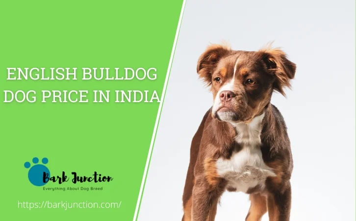 English Bulldog dog price in india