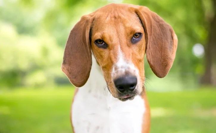 Foxhound dog price in india