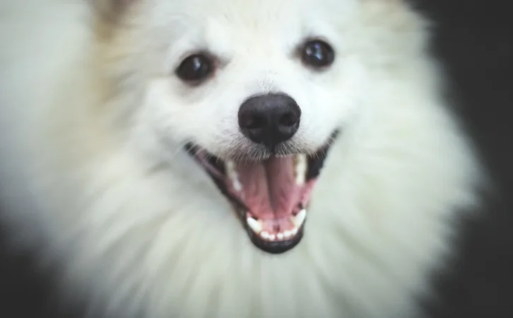 Indian Spitz Dog Price in India