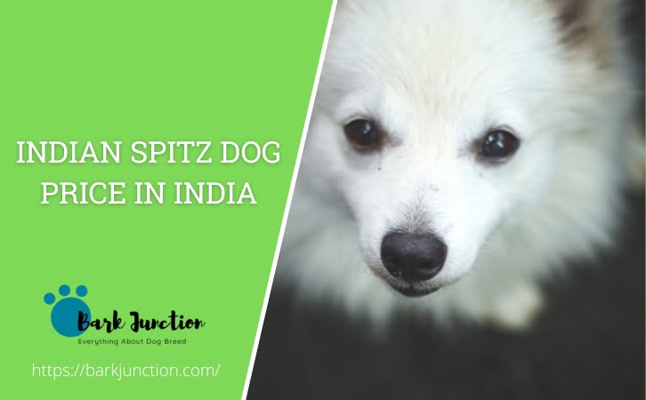 Indian Spitz Dog Price in India