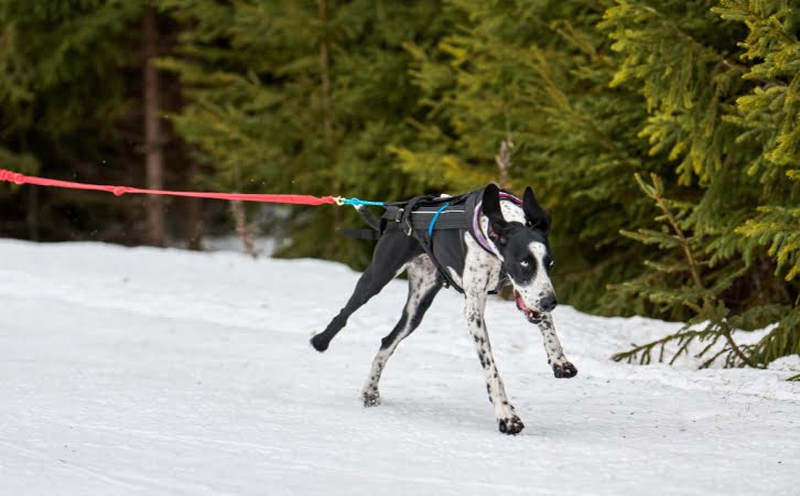 Pointer dog price in India