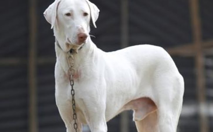 rajapalayam dog price in india