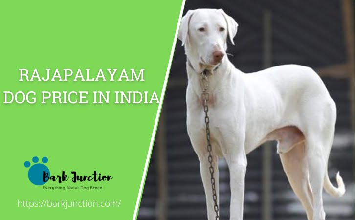 rajapalayam dog price in india