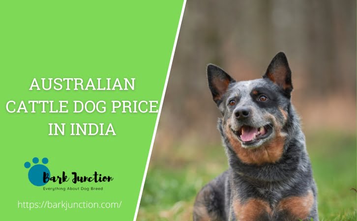 Australian Cattle Dog Price in India