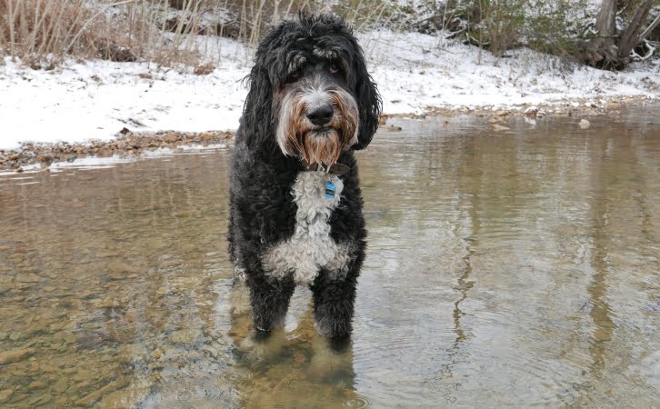 Bernedoodle Dog Price in India