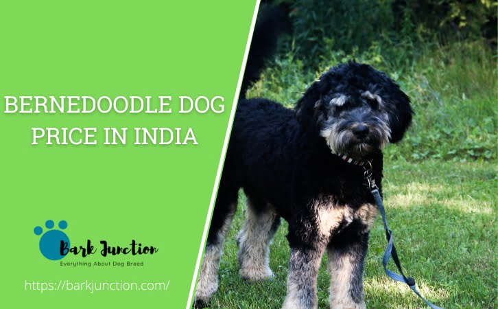 Bernedoodle Dog Price in India