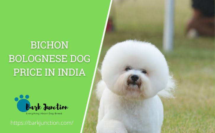 Bichon Bolognese Dog Price in India