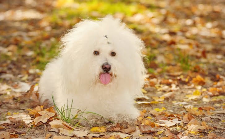 Bichon Bolognese Dog Price in India