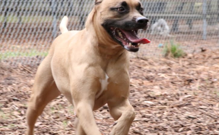 Black Mouth Cur Dog Price in India