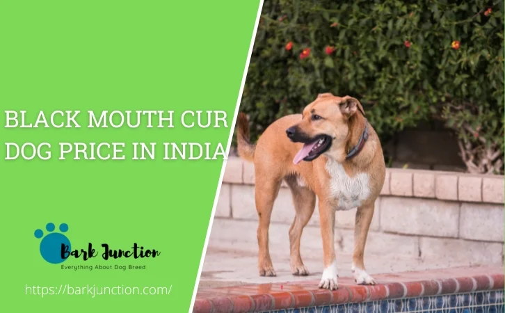 Black Mouth Cur Dog Price in India