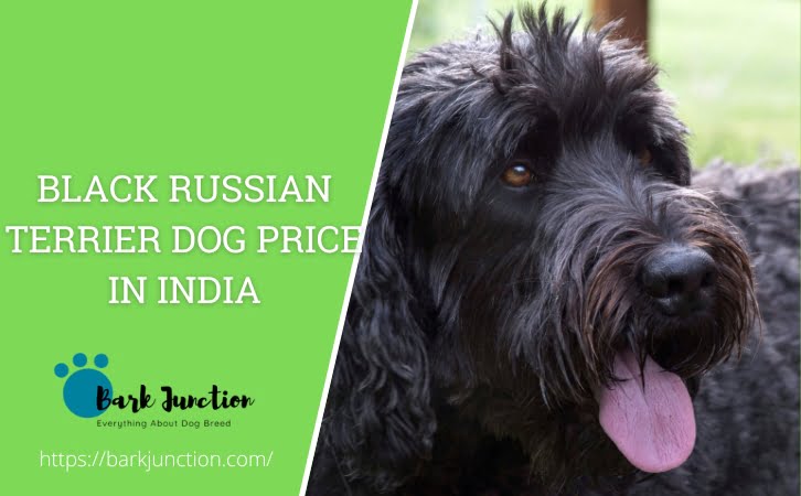 Black Russian Terrier Dog Price in India