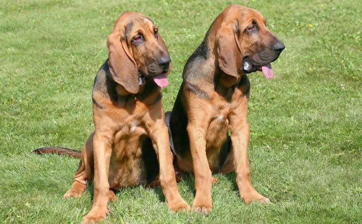 Bloodhound Dog Price in India