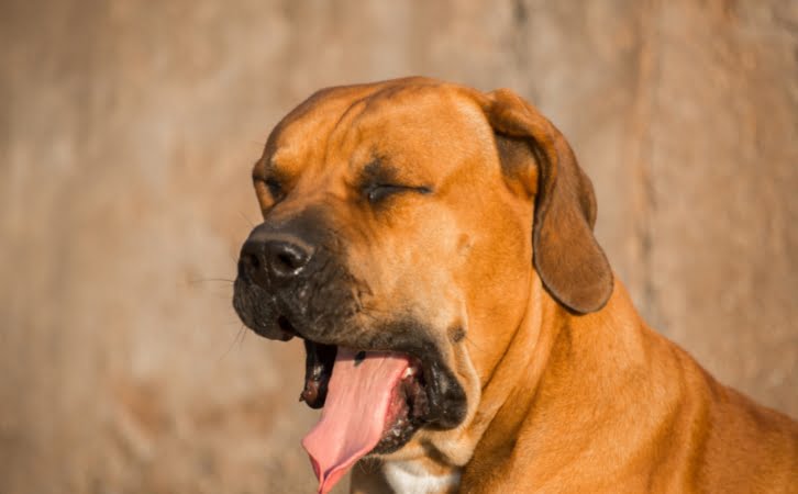 Boerboel Dog Price in India