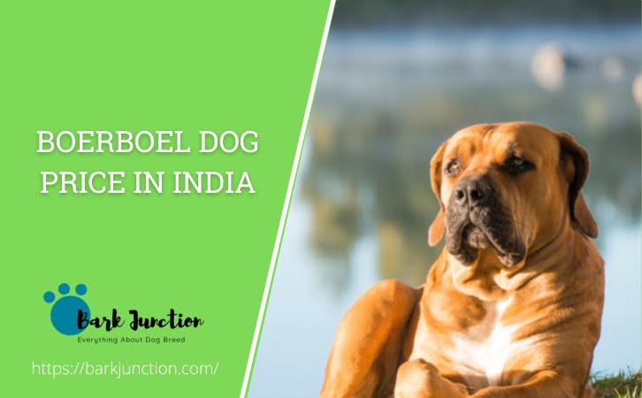 Boerboel Dog Price in India