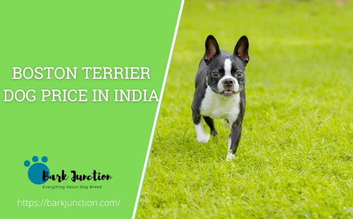 Boston Terrier dog price in india