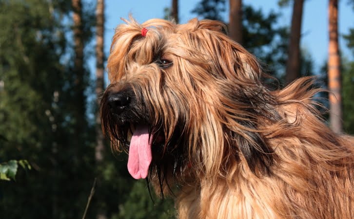 Briard dog price in india