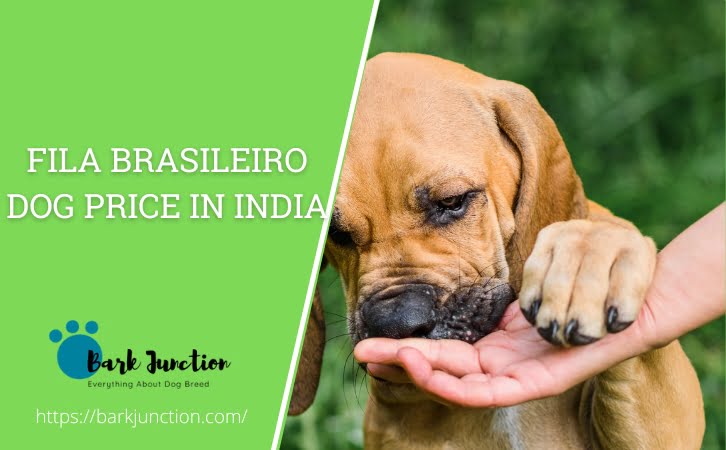 Fila Brasileiro Dog price in india