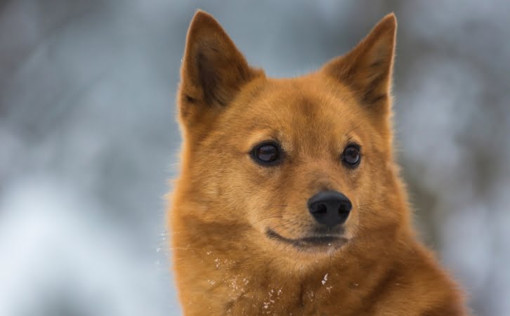 Finnish Spitz Dog price in india