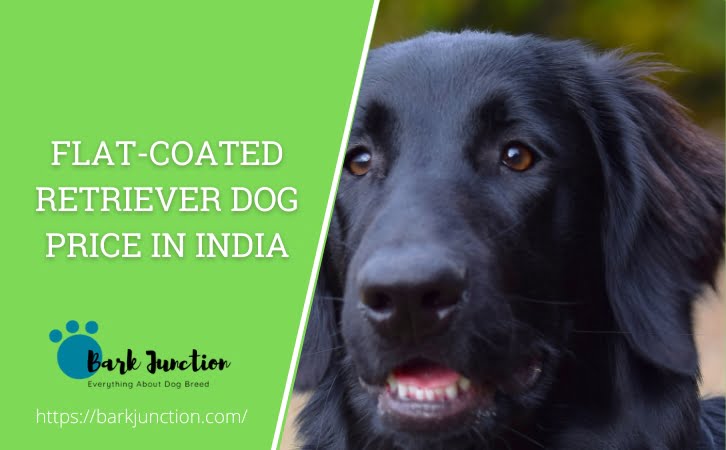Flat-Coated Retriever dog price in india