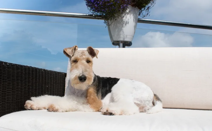 Fox Terrier Dog price in india