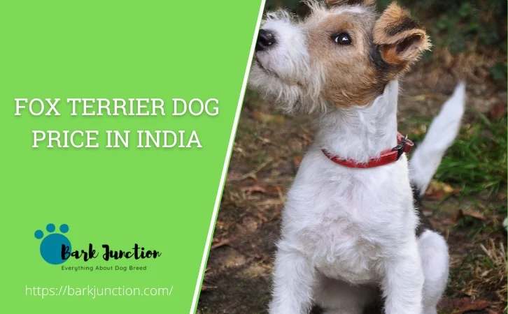 Fox Terrier Dog price in india