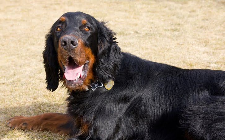 Gordon Setter Dog price in india