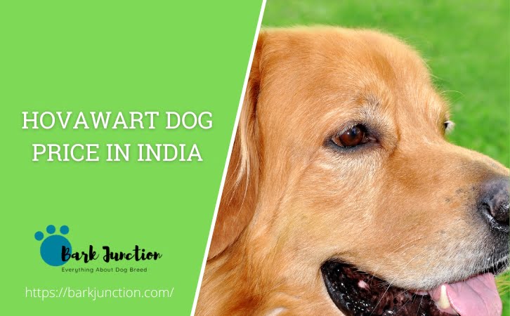 Hovawart Dog price in india