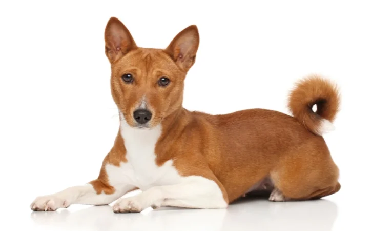 Basenji dog price in India