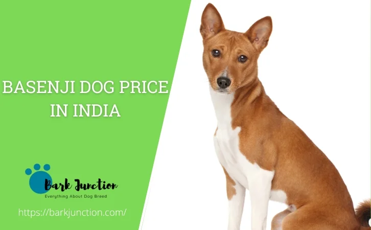 Basenji dog price in india