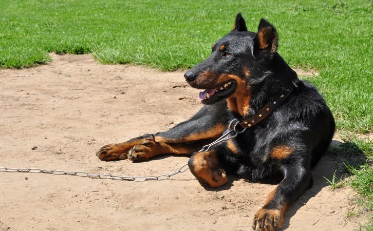 how much does a beauceron cost