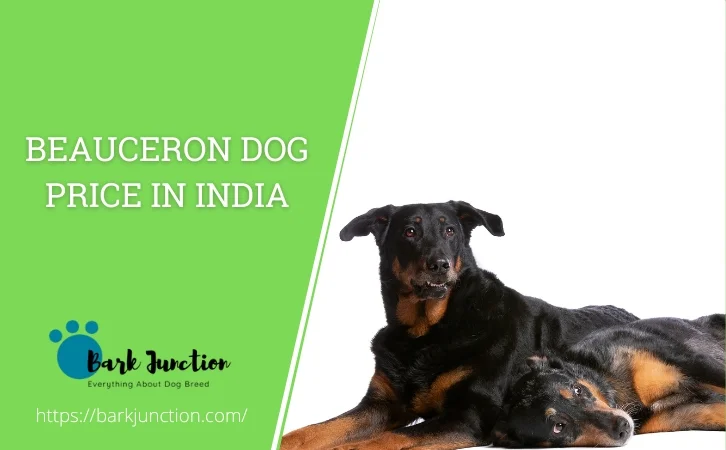 Beauceron Dog Price in India
