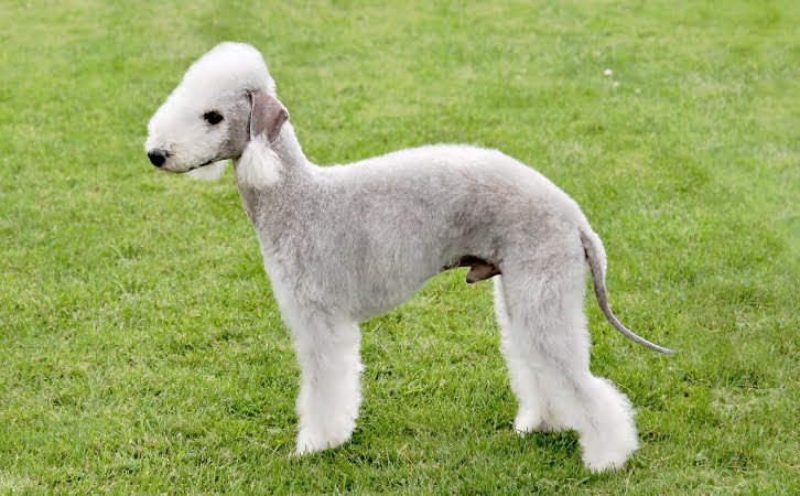 Bedlington Terrier Dog Price in India