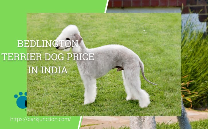 Bedlington Terrier Dog Price in India