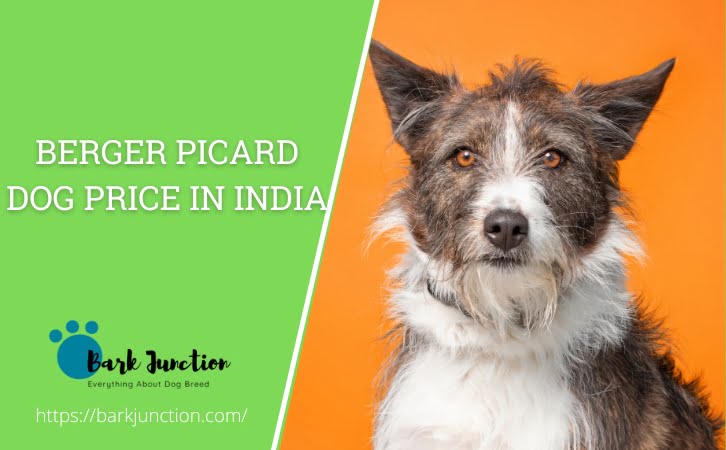 Berger Picard Dog Price in India