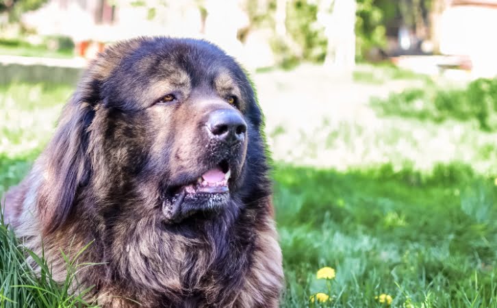 Caucasian Shepherd Dog Price in India