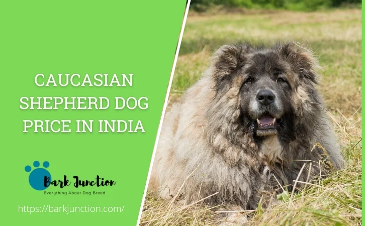 Caucasian Shepherd Dog Price in India