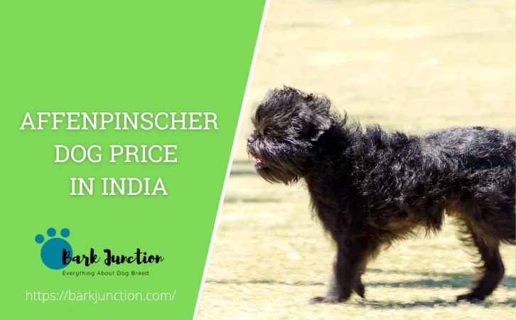 affenpinscher dog price in India