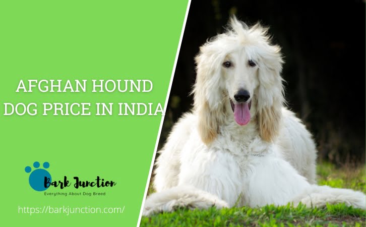 afghan hound dog price in India