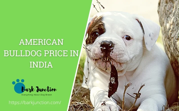 american bulldog price in india
